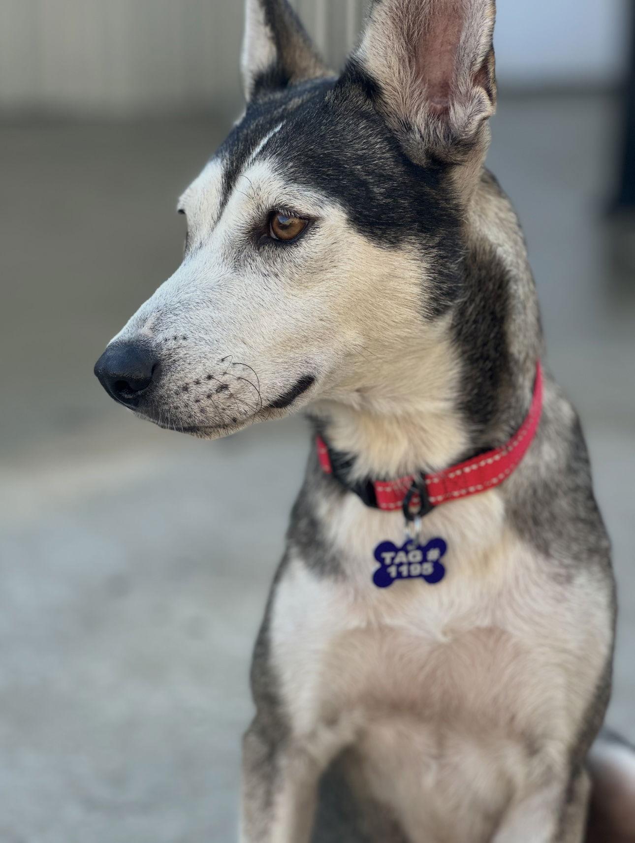 Hattie, a Adoptable Mixed Breed in Houston, TX image 3/3