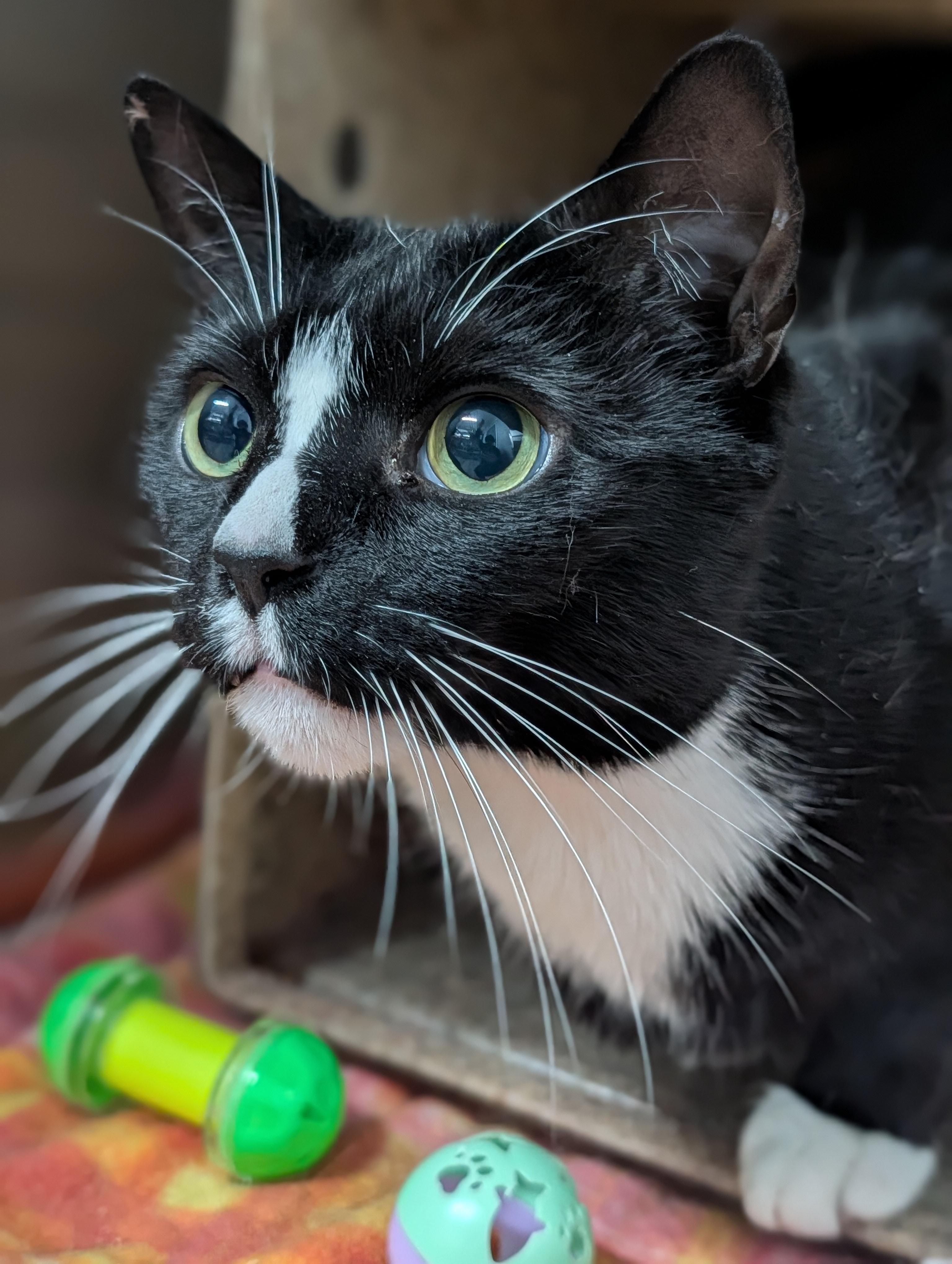 Wheaties, ADOPTABLE, Adult Male Domestic Short Hair.