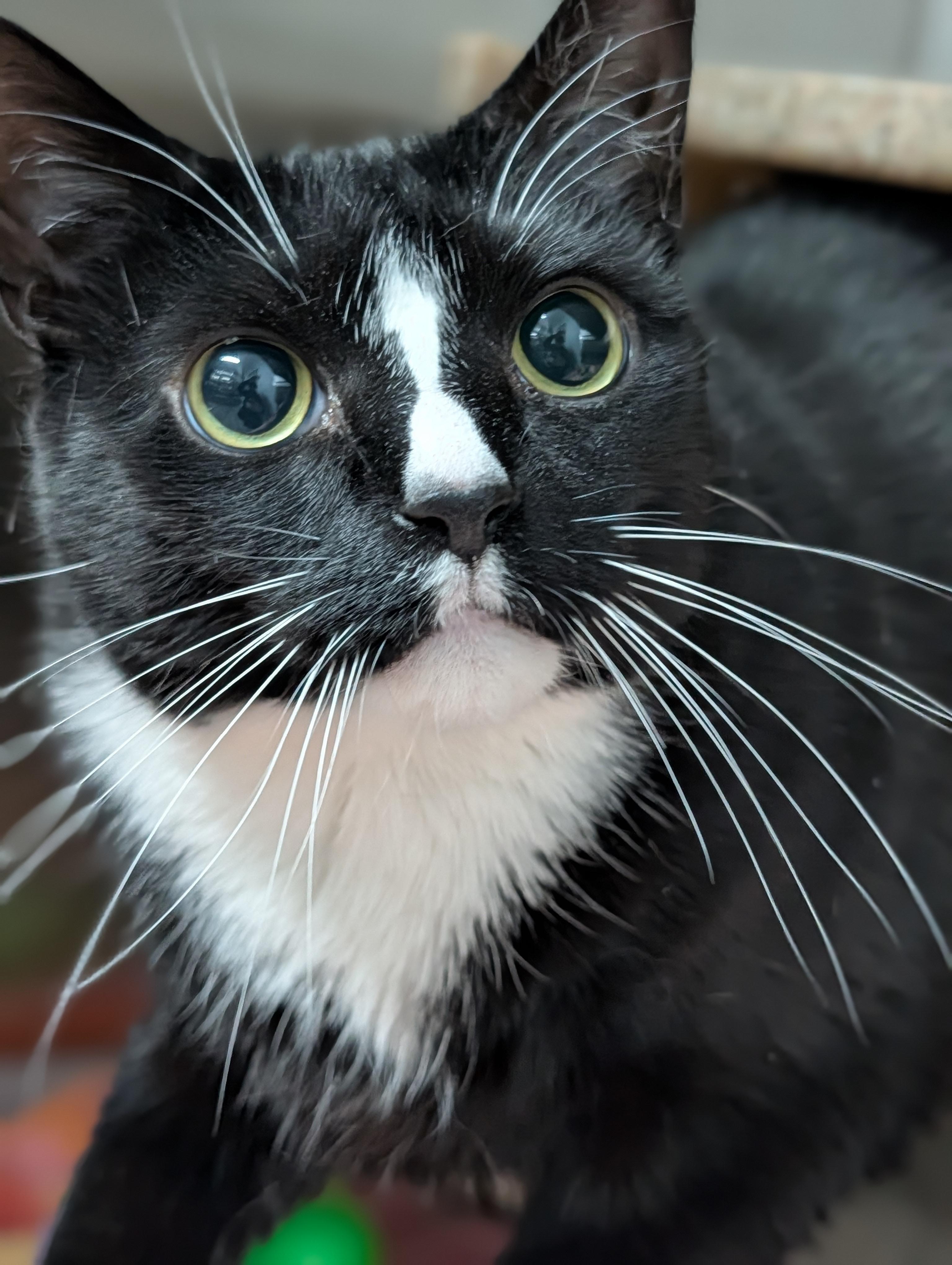 Enlarge Wheaties, a ADOPTABLE mixed breed in Plainfield, NJ image 2/2