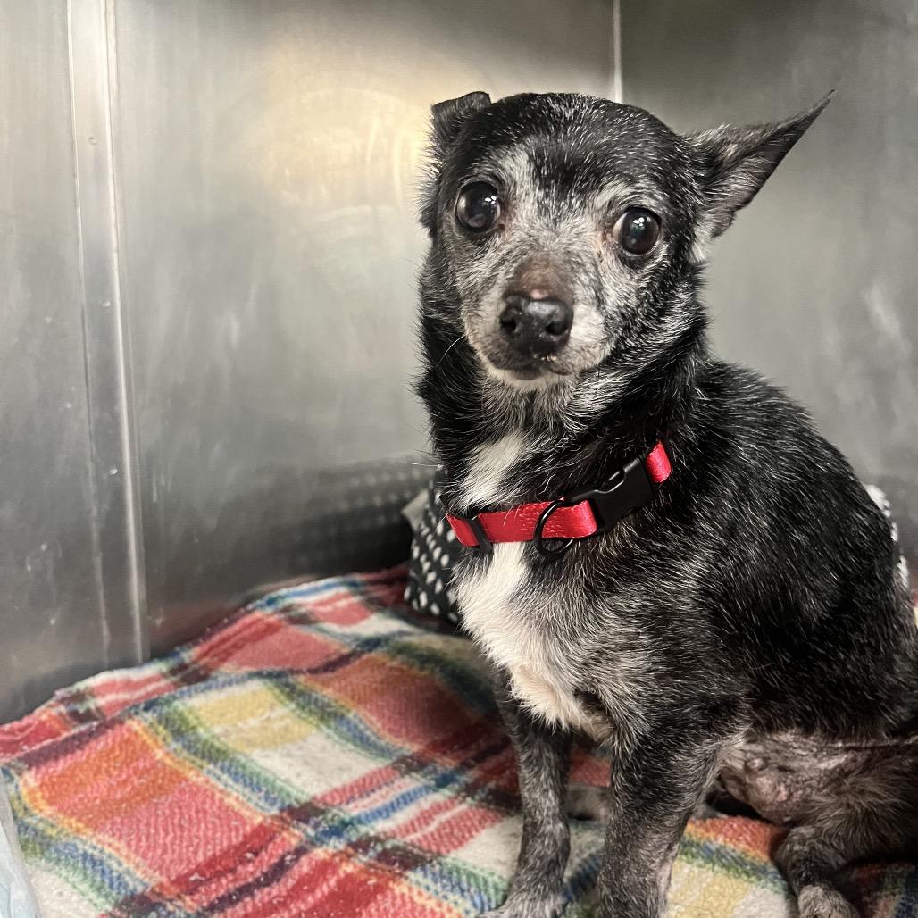 Angel, Adoptable, Senior Female Chihuahua.