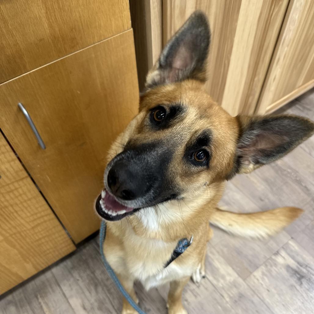 Echo, a Adoptable mixed breed in Durango, CO image 1/6