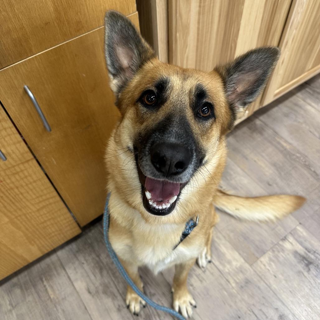 Echo, a Adoptable mixed breed in Durango, CO image 3/6