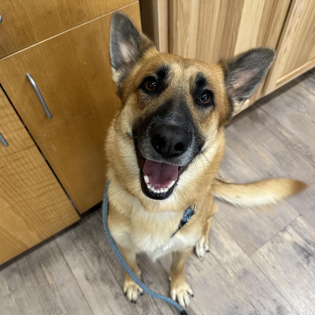 Echo, a Adoptable mixed breed in Durango, CO image 5/6