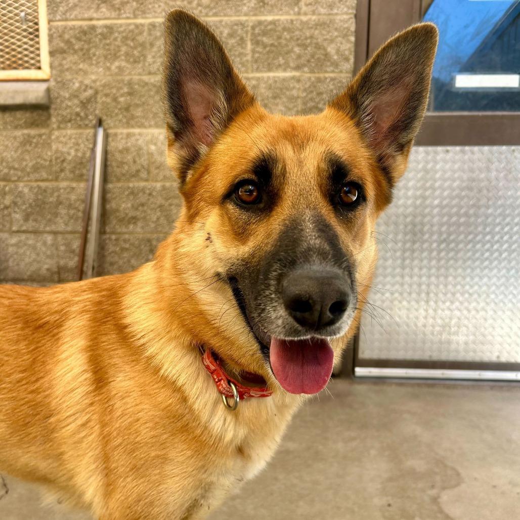 Echo, Adoptable, Adult Female German Shepherd Dog & Cattle Dog.