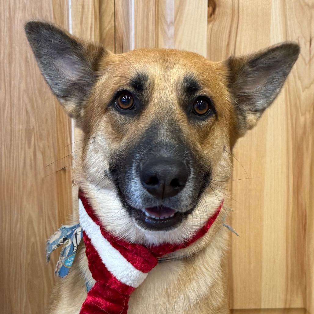Enlarge Echo, a Adoptable mixed breed in Durango, CO image 2/6