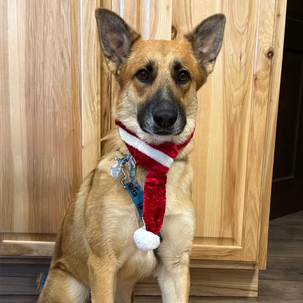 Enlarge Echo, a Adoptable mixed breed in Durango, CO image 6/6