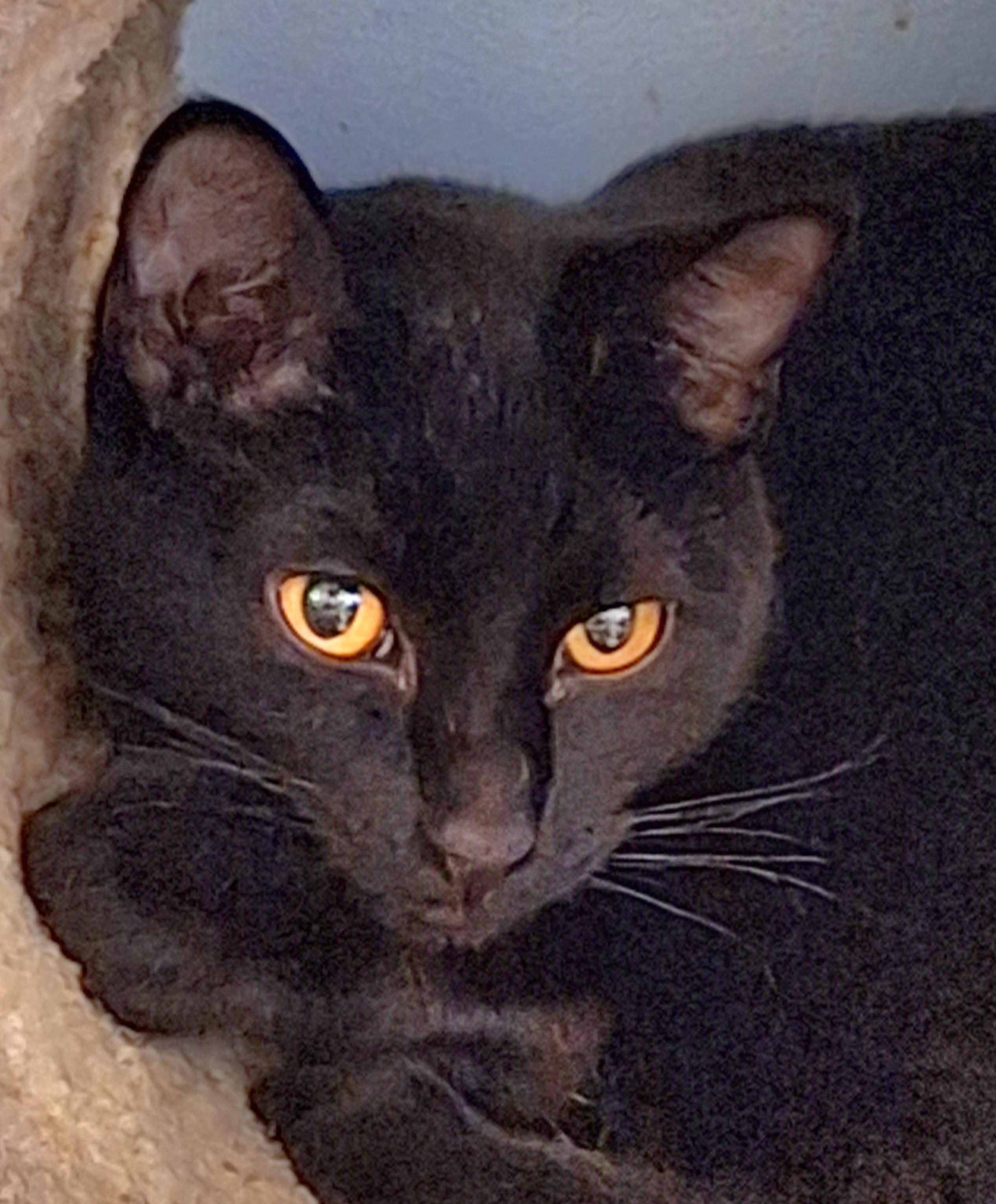 Bonnie, Adoptable, Adult Female Domestic Short Hair.