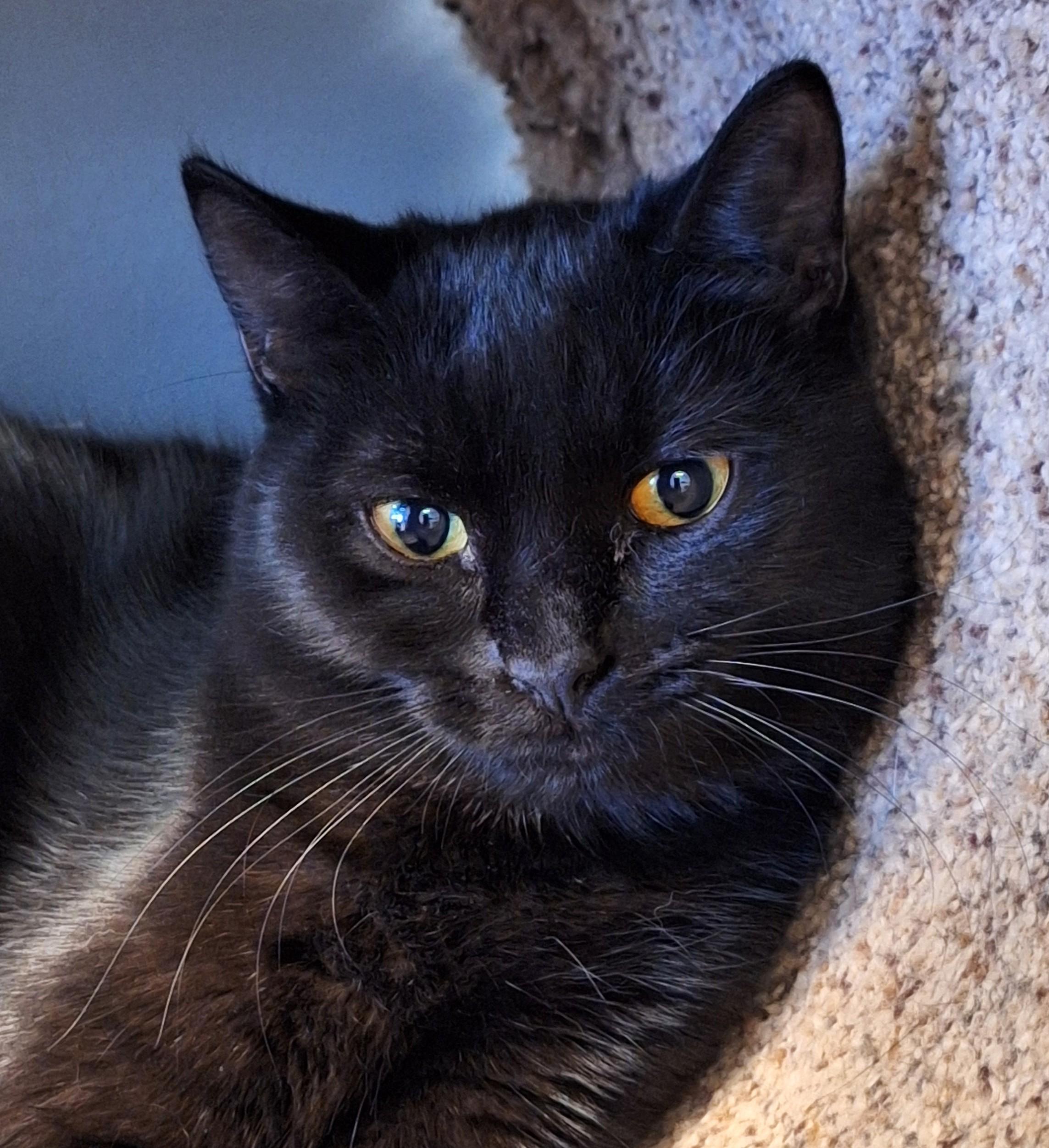 Enlarge Bonnie, a Adoptable Domestic Short Hair in Spokane, WA image 2/3