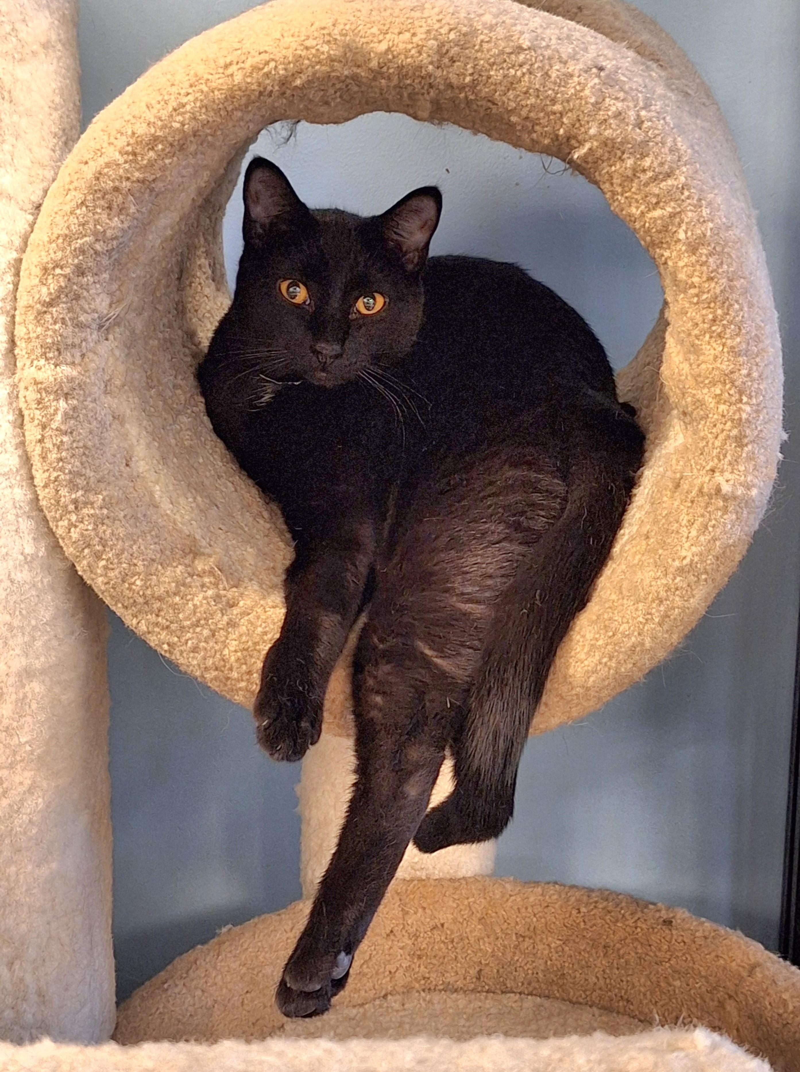 Enlarge Bonnie, a Adoptable Domestic Short Hair in Spokane, WA image 3/3