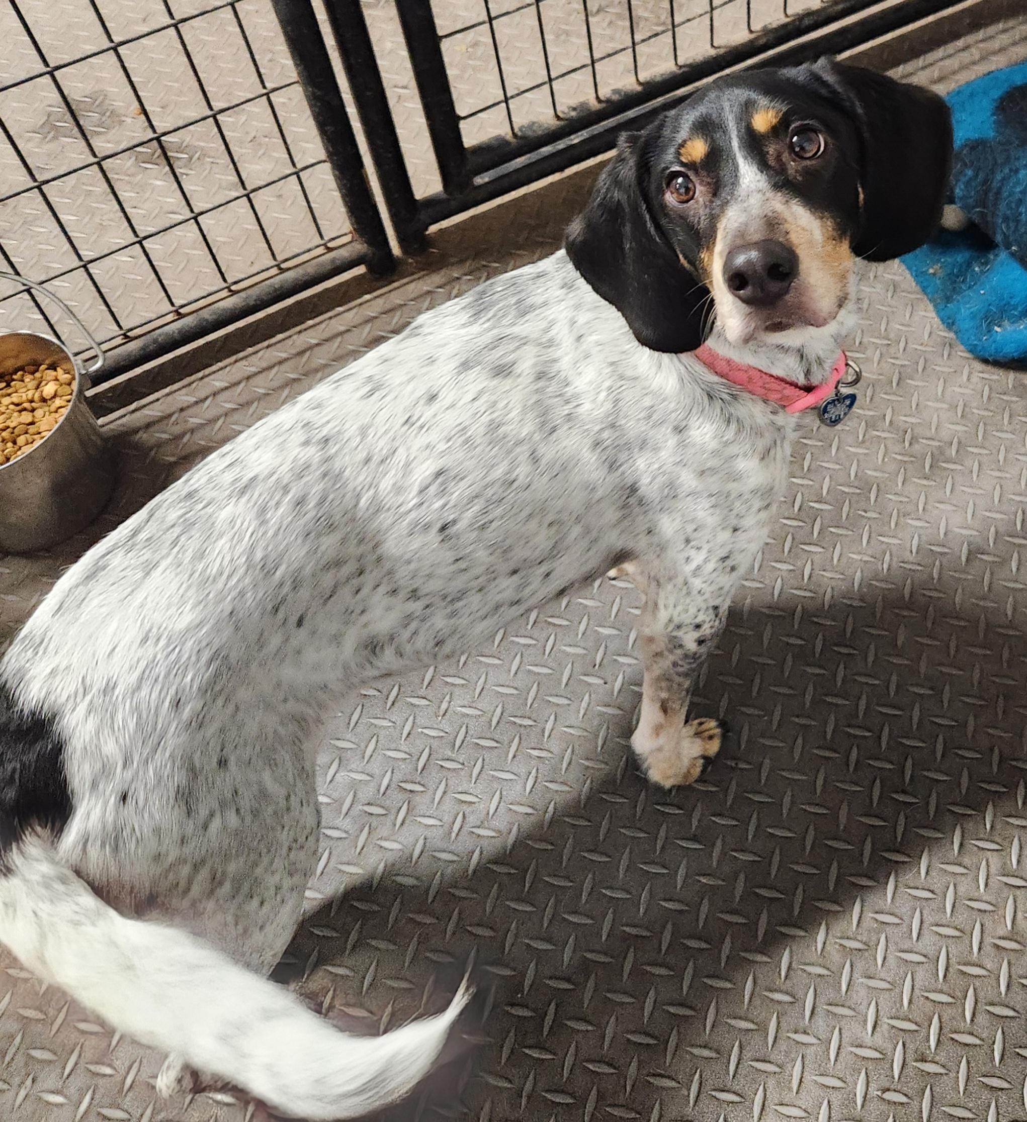 Enlarge Bambi, a ADOPTABLE mixed breed in Liberty Center, OH image 1/6