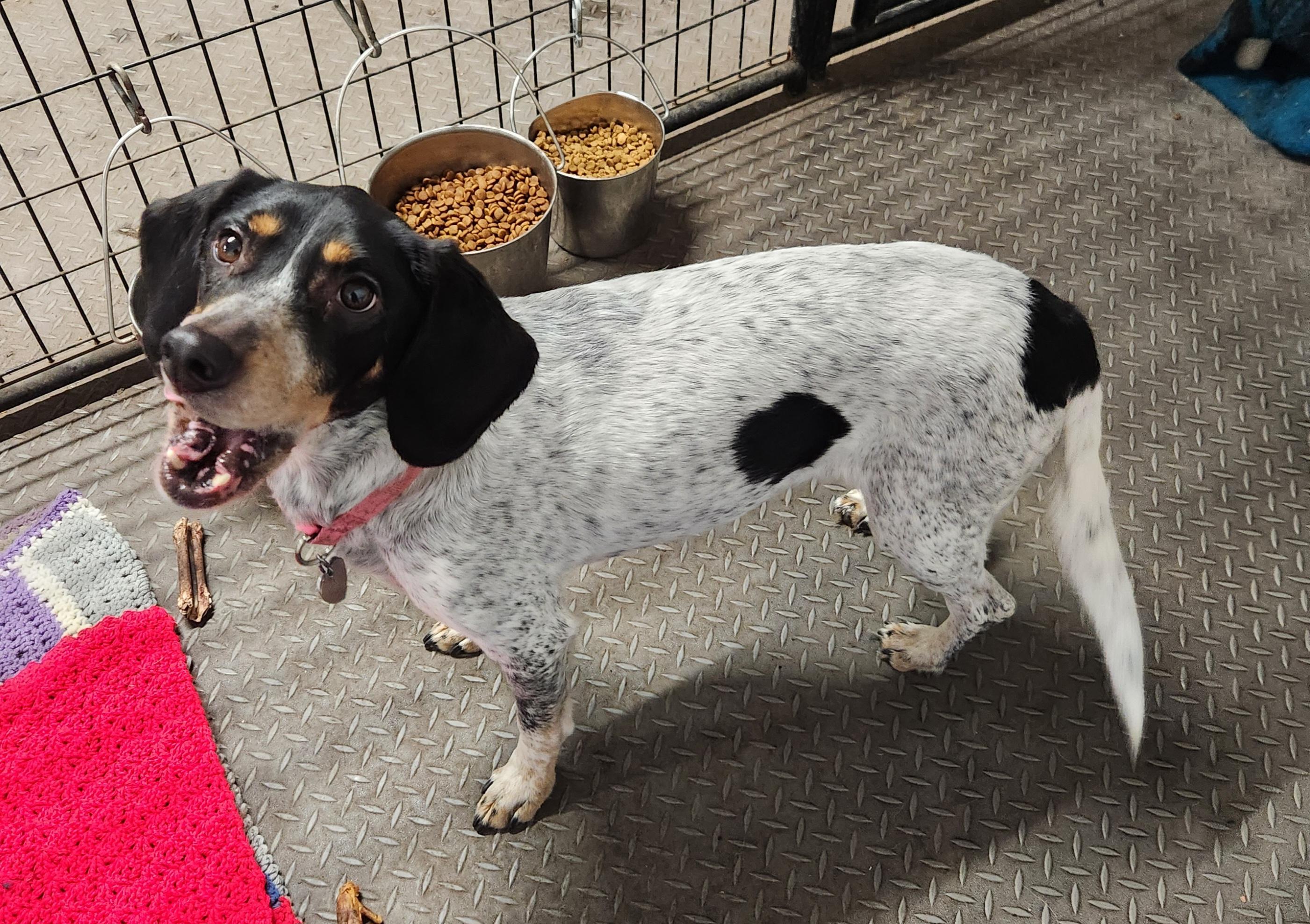 Enlarge Bambi, a ADOPTABLE mixed breed in Liberty Center, OH image 2/6