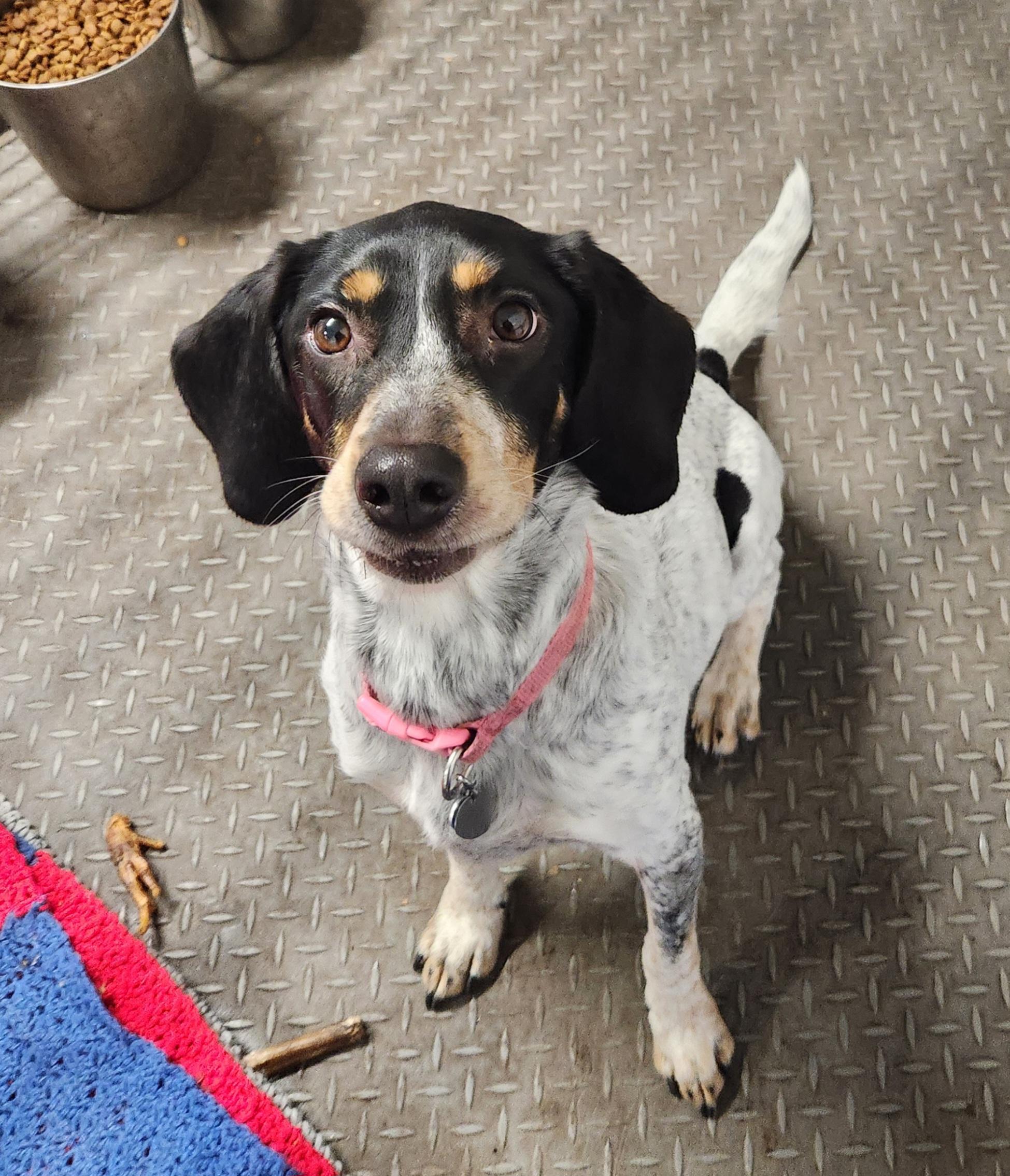 Enlarge Bambi, a ADOPTABLE mixed breed in Liberty Center, OH image 3/6