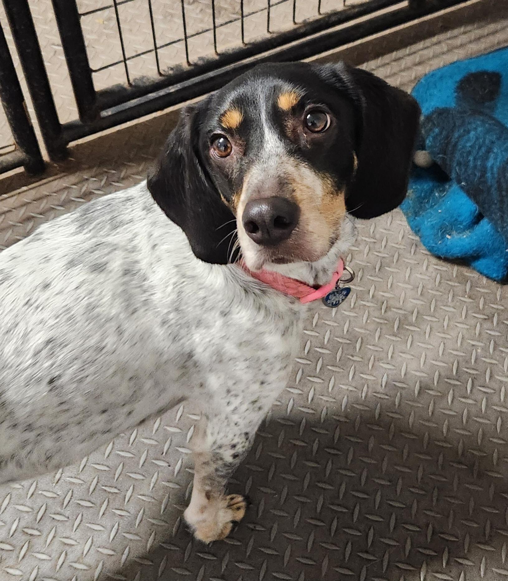 Enlarge Bambi, a ADOPTABLE mixed breed in Liberty Center, OH image 4/6