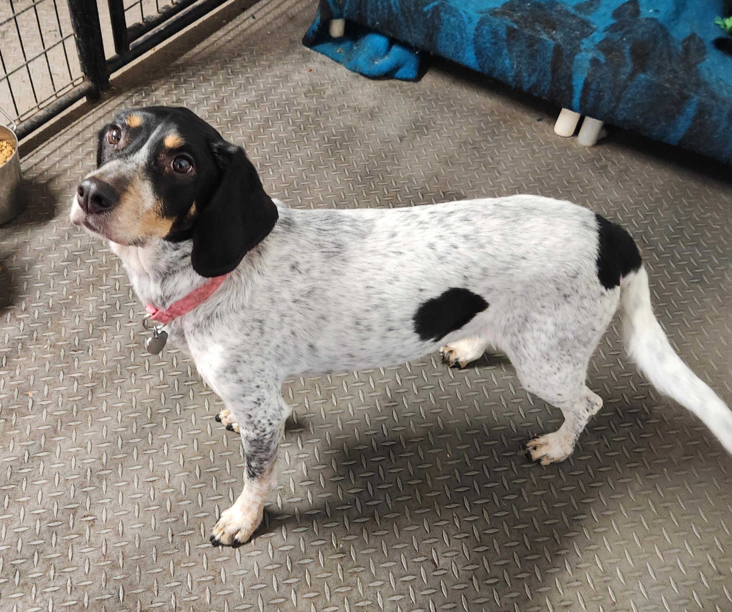 Enlarge Bambi, a ADOPTABLE mixed breed in Liberty Center, OH image 5/6