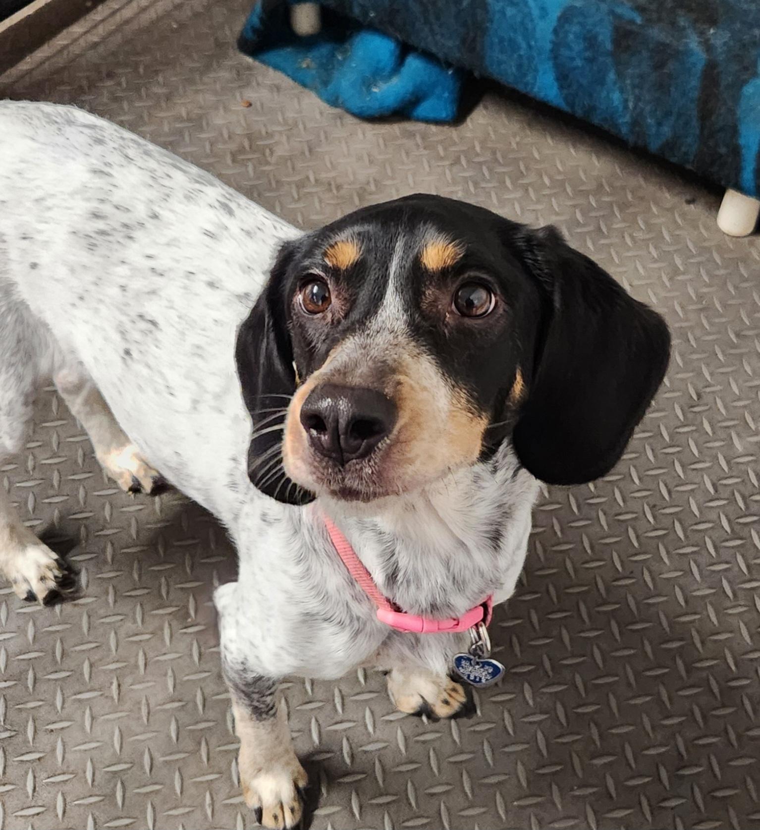 Enlarge Bambi, a ADOPTABLE mixed breed in Liberty Center, OH image 6/6