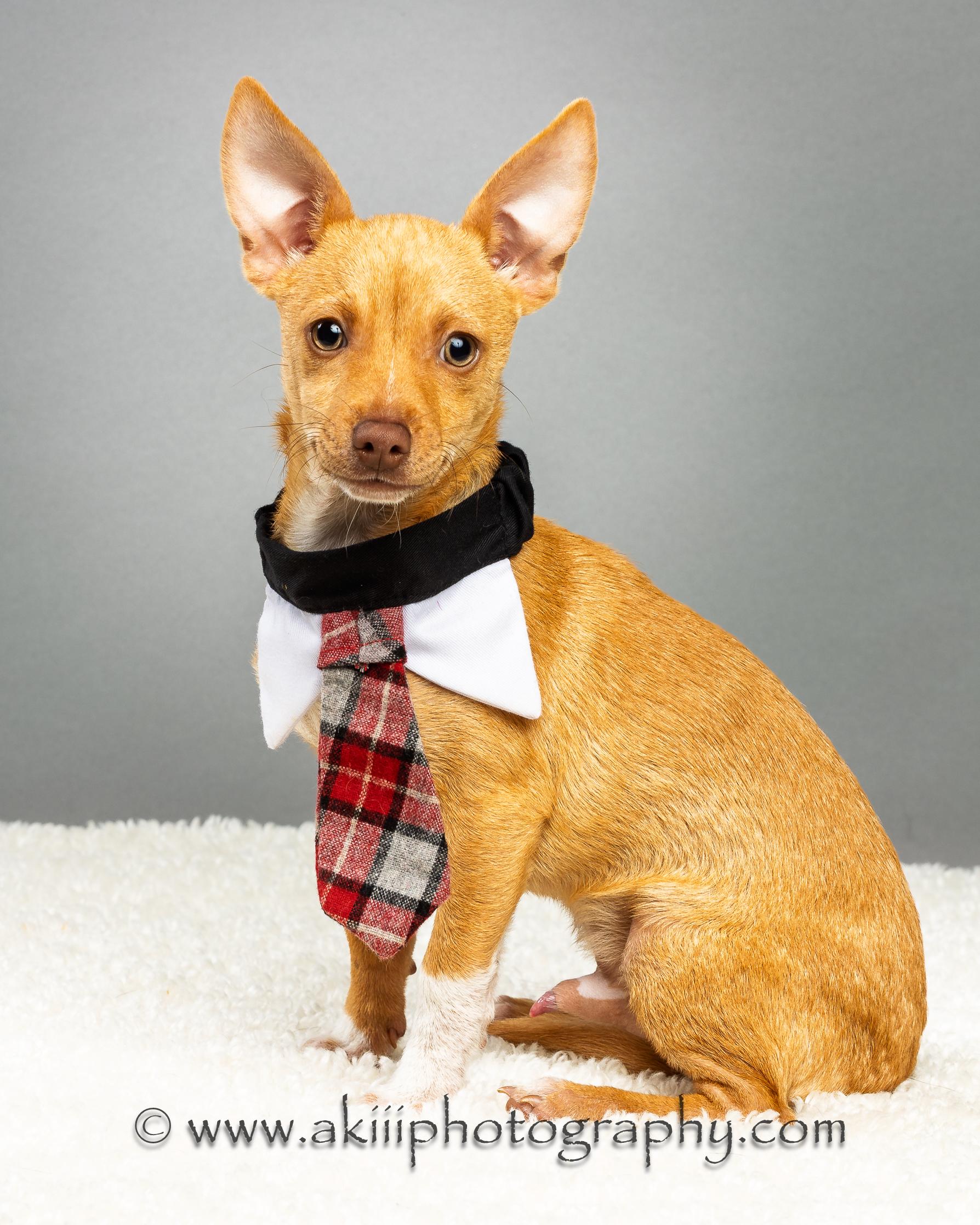 Cash - Puppy - Coming December, a Adoptable Chihuahua in Plano, TX image 1/6