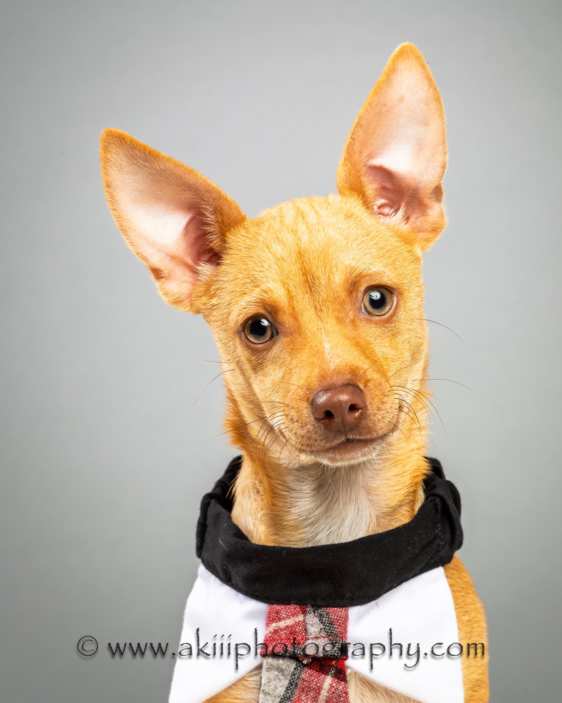 Cash - Puppy - Coming December, a Adoptable Chihuahua in Plano, TX image 2/6