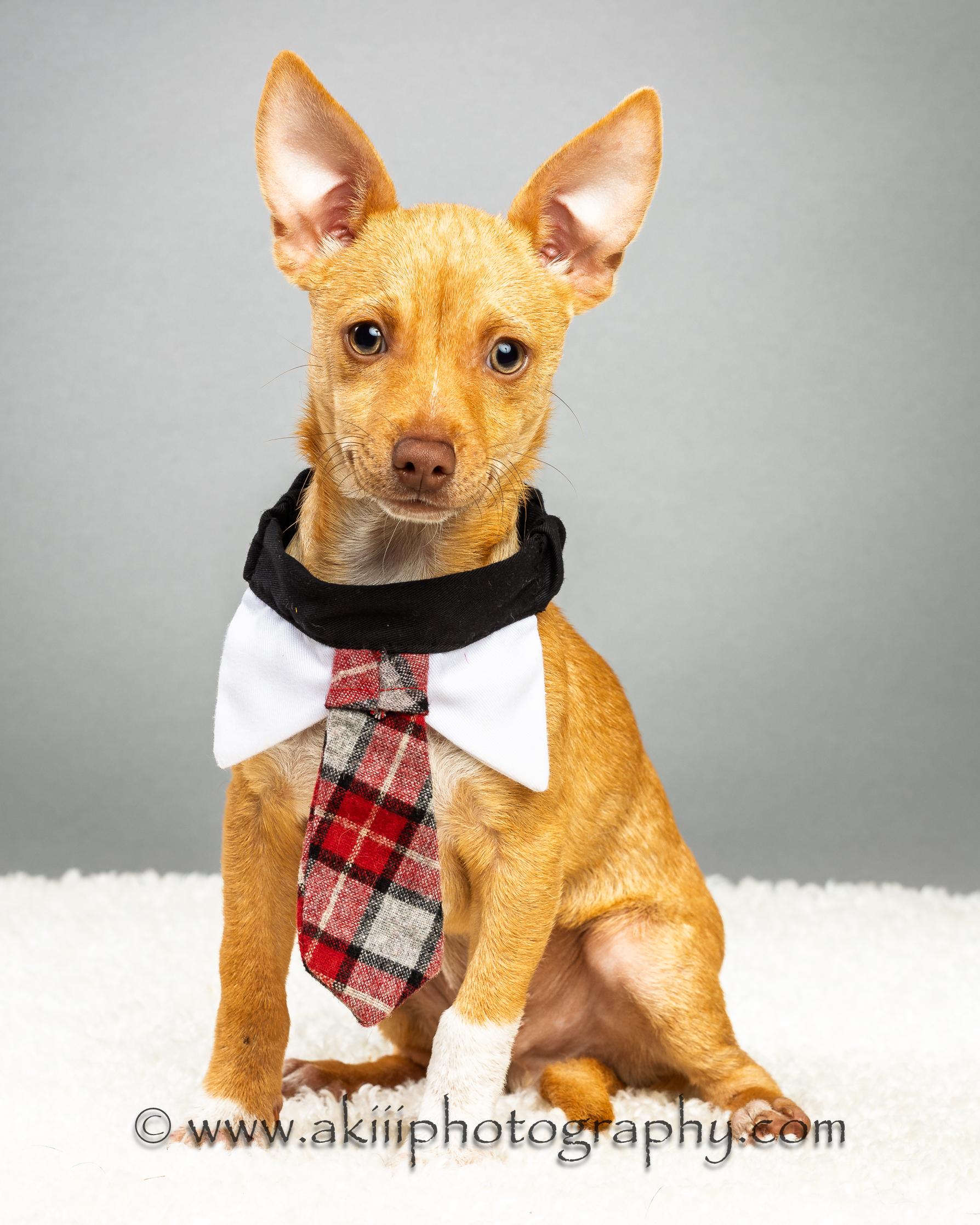 Cash - Puppy - Coming December, a Adoptable Chihuahua in Plano, TX image 3/6