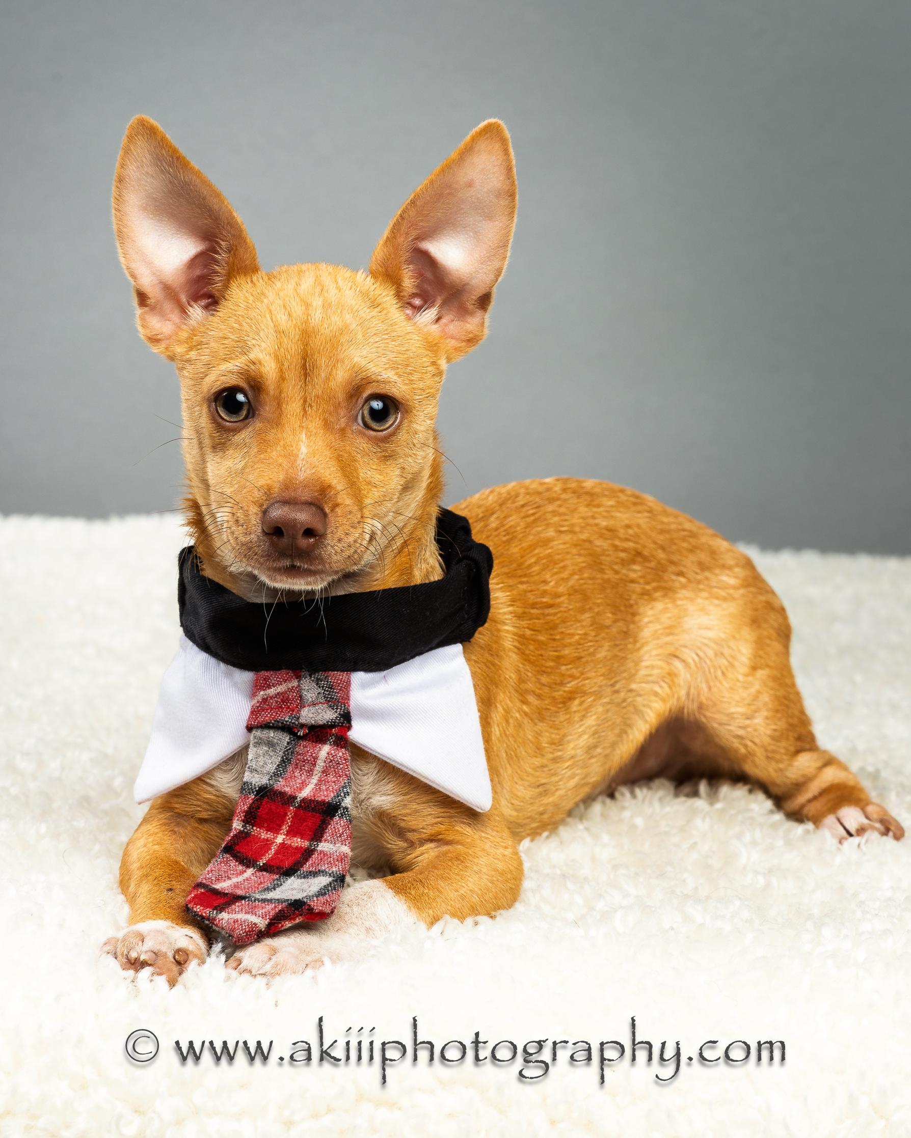 Cash - Puppy - Coming December, a Adoptable Chihuahua in Plano, TX image 4/6