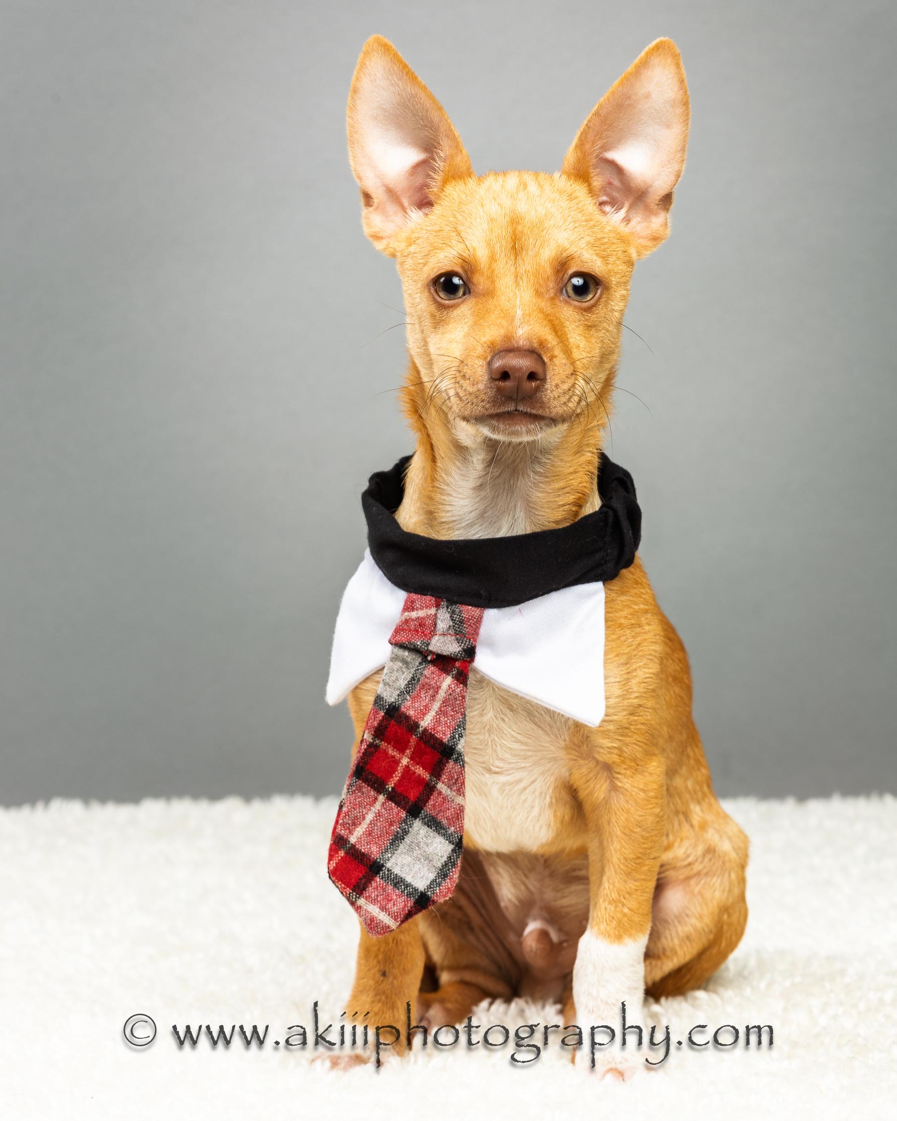 Cash - Puppy - Coming December, a Adoptable Chihuahua in Plano, TX image 5/6