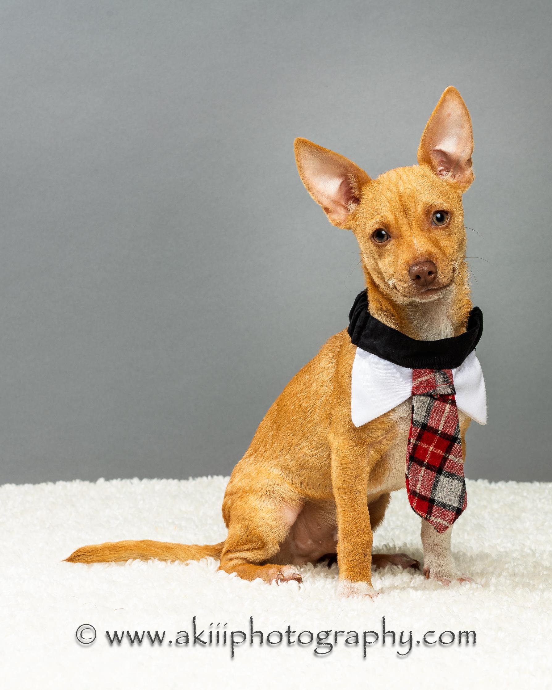 Cash - Puppy - Coming December, a Adoptable Chihuahua in Plano, TX image 6/6