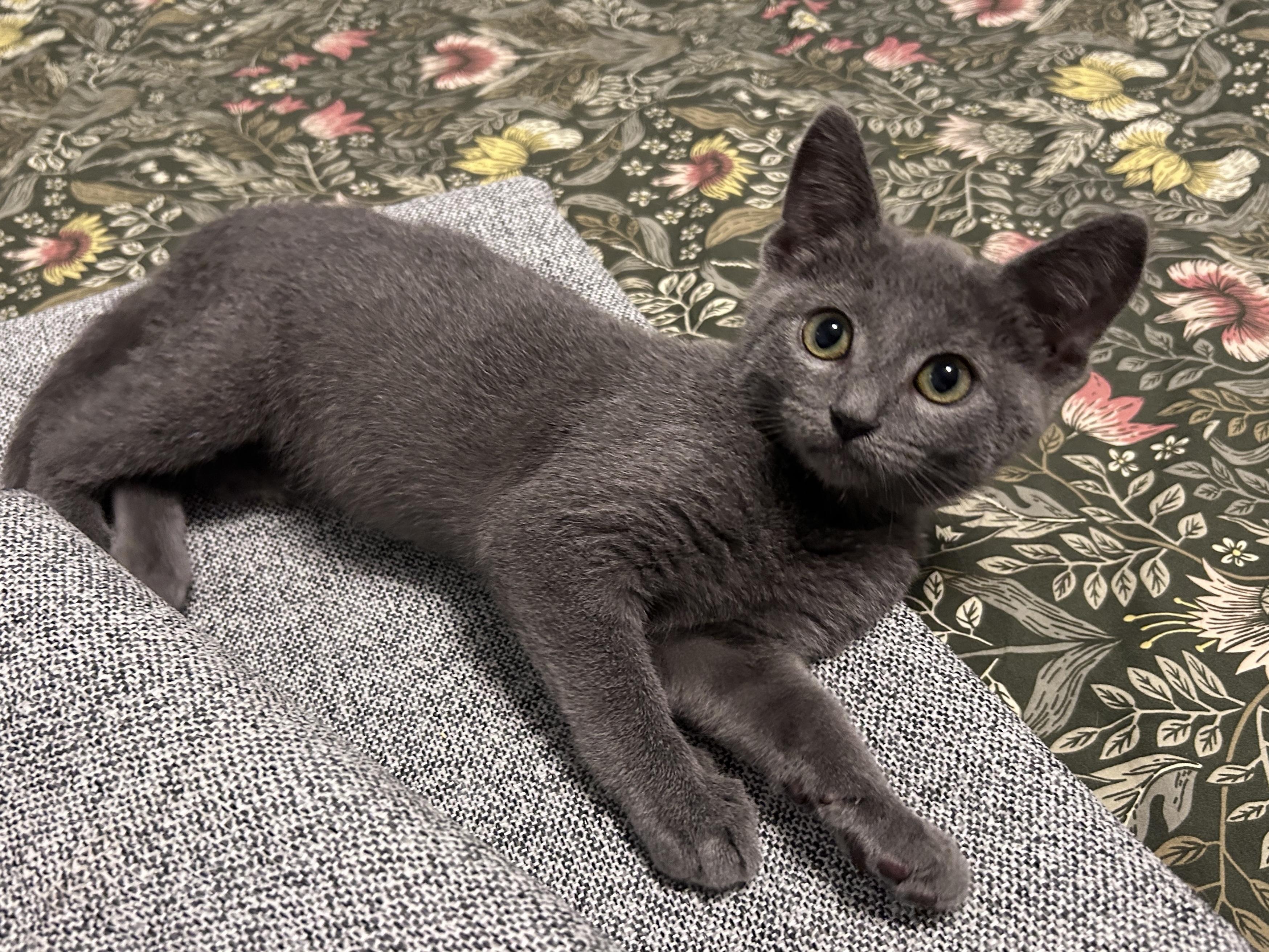 Critter, adopted, Kitten Male Domestic Short Hair.