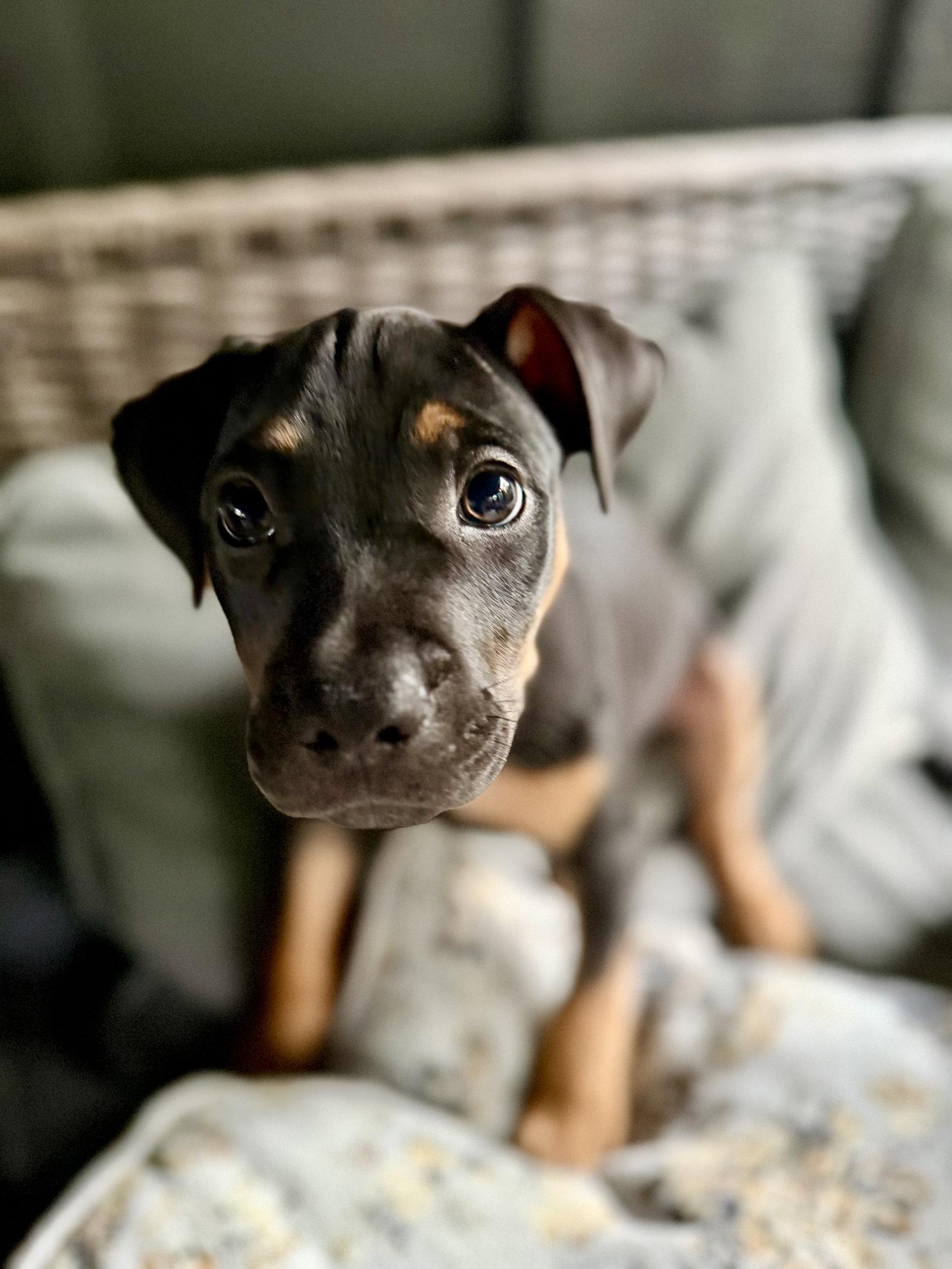 Memphis, a Adoptable Pit Bull Terrier in Barnhart, MO image 3/3