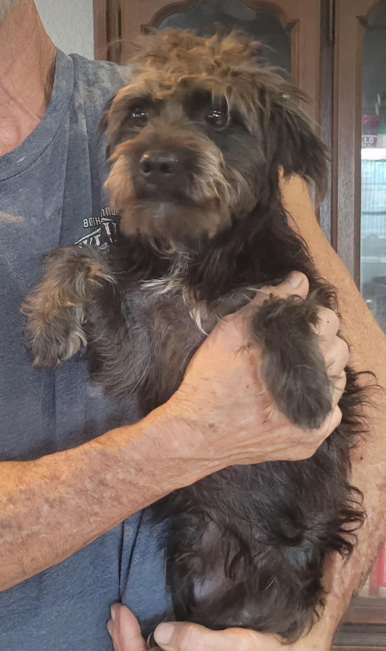 Enlarge Dobby, a Adoptable mixed breed in Chiefland, FL image 2/2