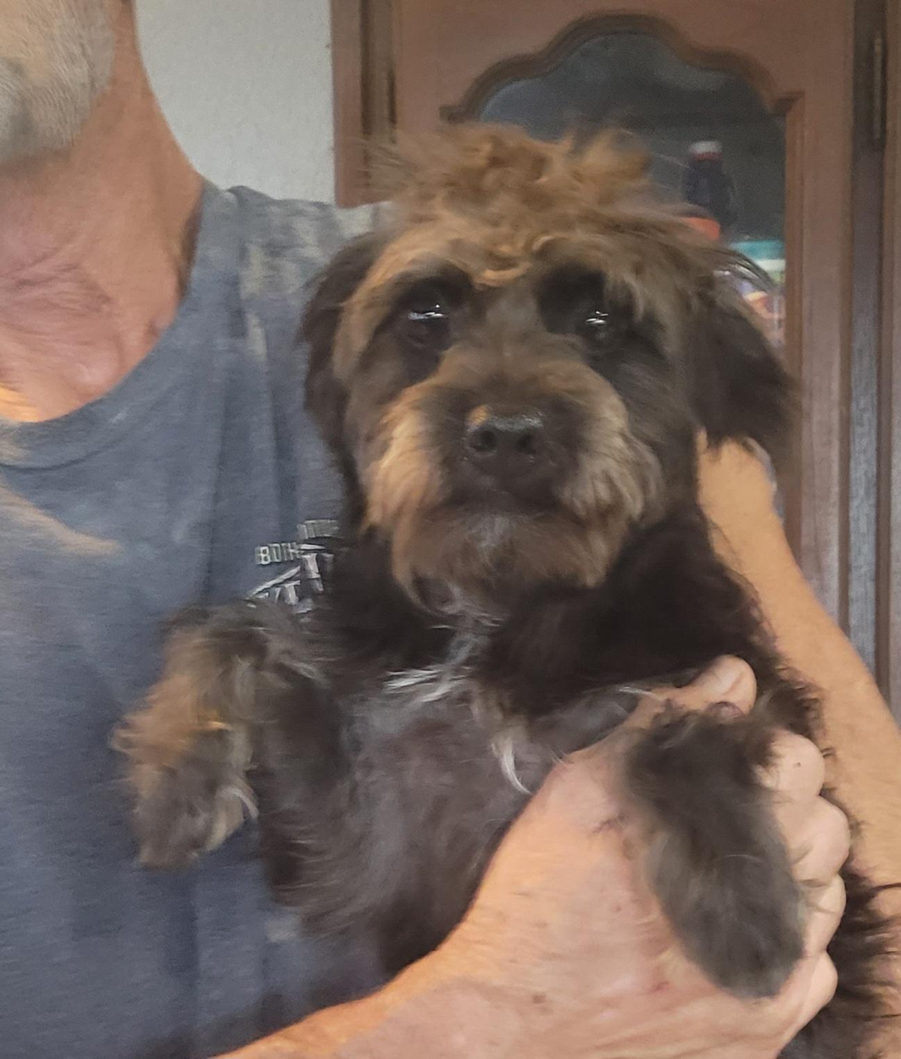 Dobby, Adoptable, Young Male Schnauzer & Chihuahua.