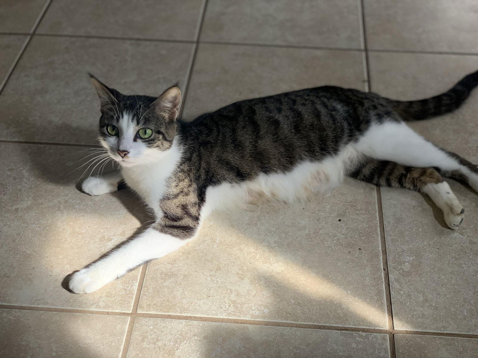 Betty, Adopted, Adult Female Domestic Short Hair.