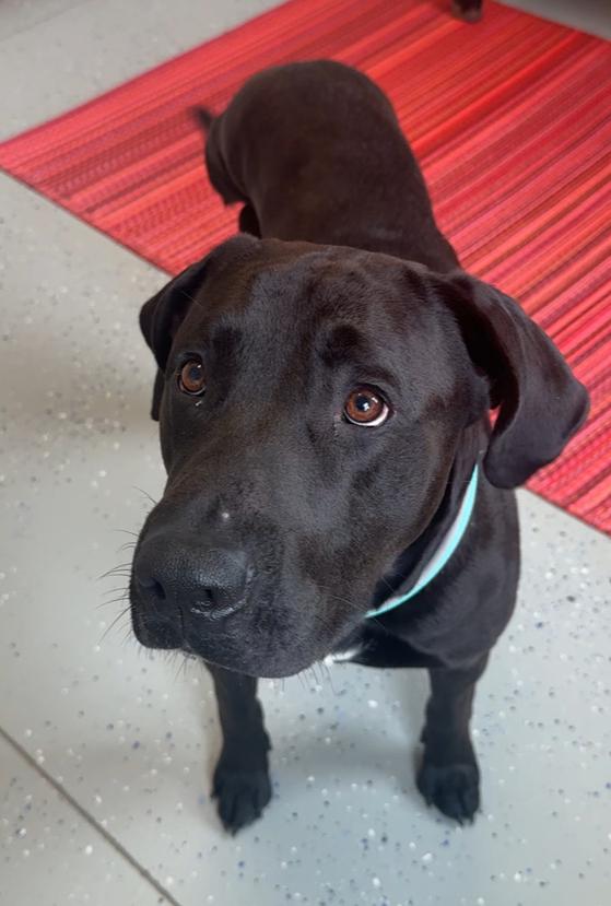 BREW, a Adopted mixed breed in Rochester, IN image 1/2