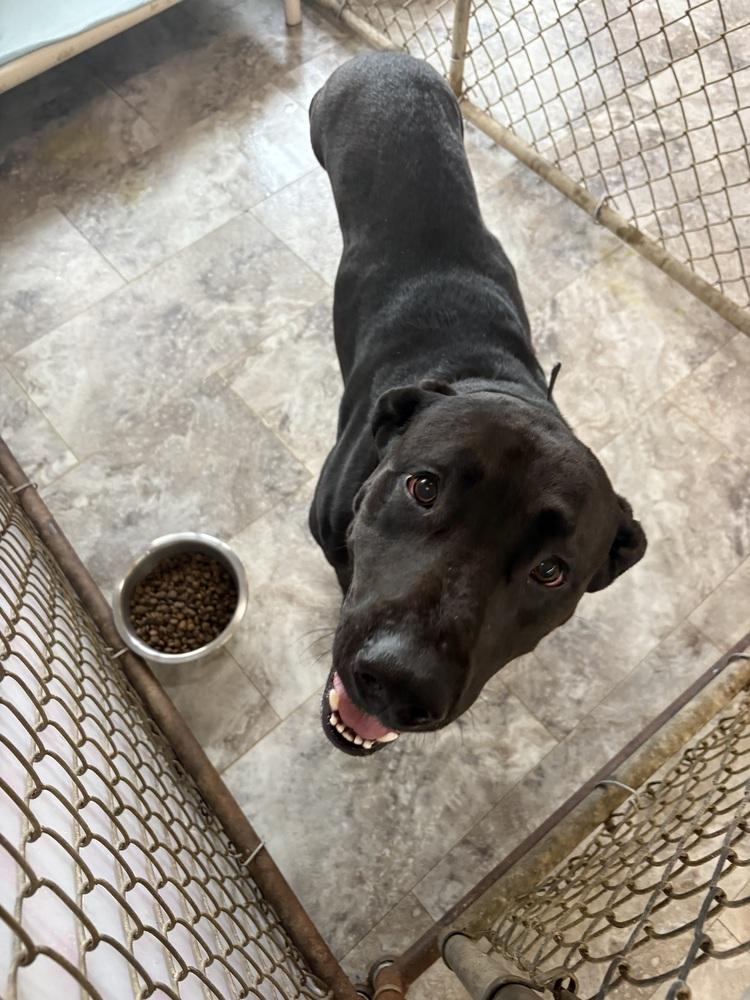 BREW, a Adopted mixed breed in Rochester, IN image 2/2