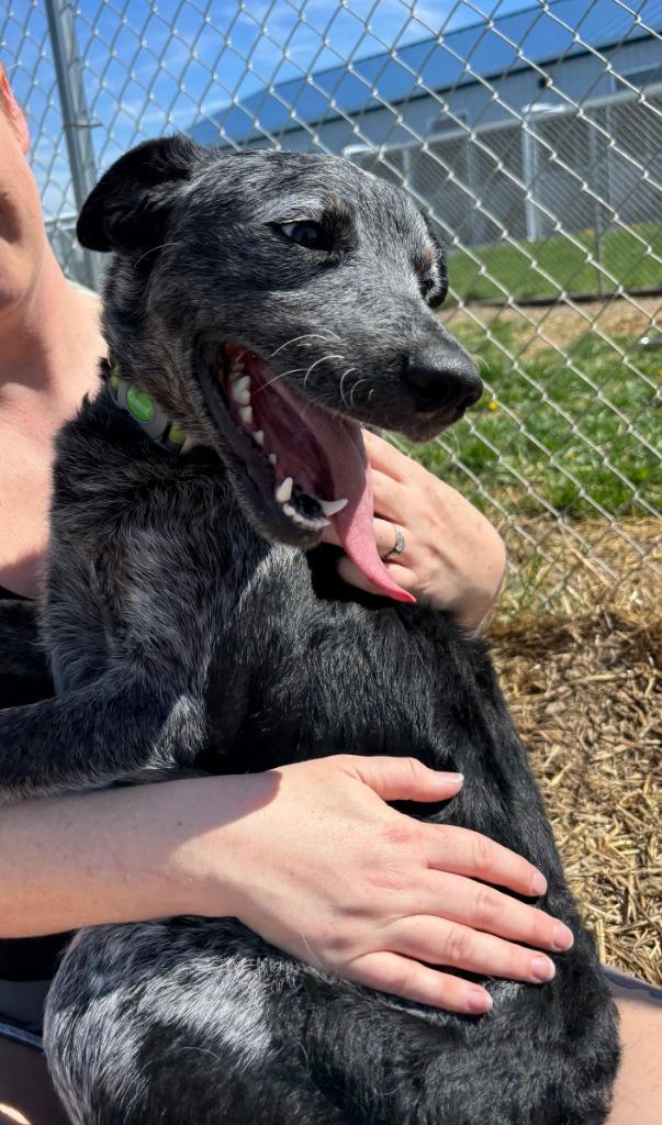 Enlarge Boots, a Adopted Australian Cattle Dog / Blue Heeler in Portland, IN image 1/1