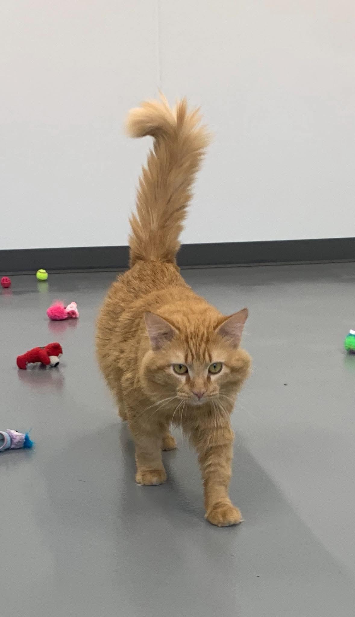 Enlarge Garfield, a ADOPTABLE Domestic Long Hair in Kalamazoo, MI image 1/2