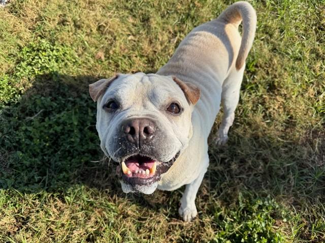 Enlarge SIMBA, a Adoptable mixed breed in Ocala, FL image 1/1