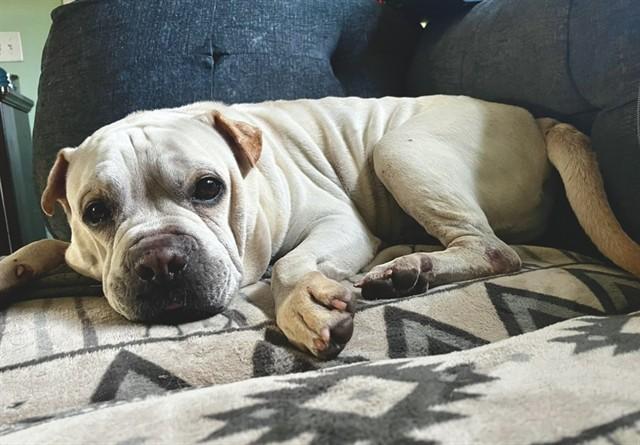 SIMBA, Adoptable, Senior Male Shar-Pei & Mixed Breed.