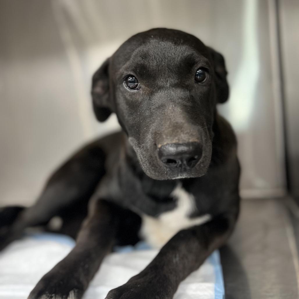 Bumble, a Adoptable Pit Bull Terrier in Midland, TX image 1/2
