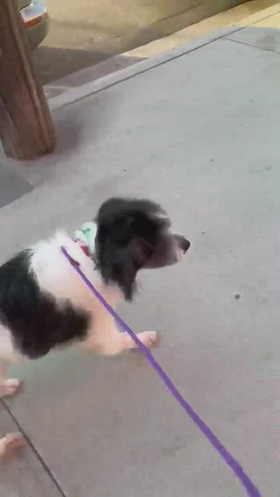 Enlarge Muppet, a Adopted mixed breed in Sun Valley, CA video 3/5