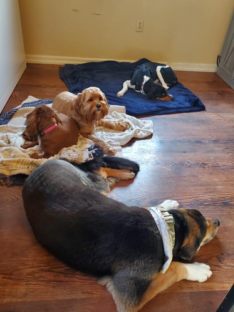 Enlarge Buttercup , a ADOPTABLE mixed breed in HONEY BROOK, PA image 5/6