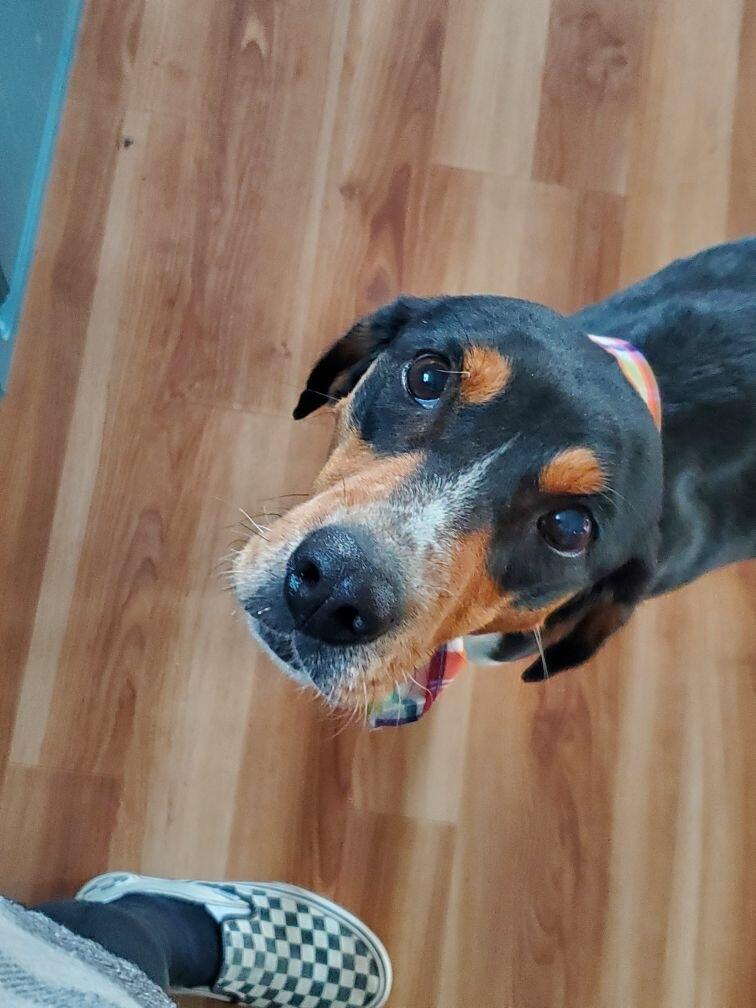 Enlarge Buttercup , a ADOPTABLE mixed breed in HONEY BROOK, PA image 4/6