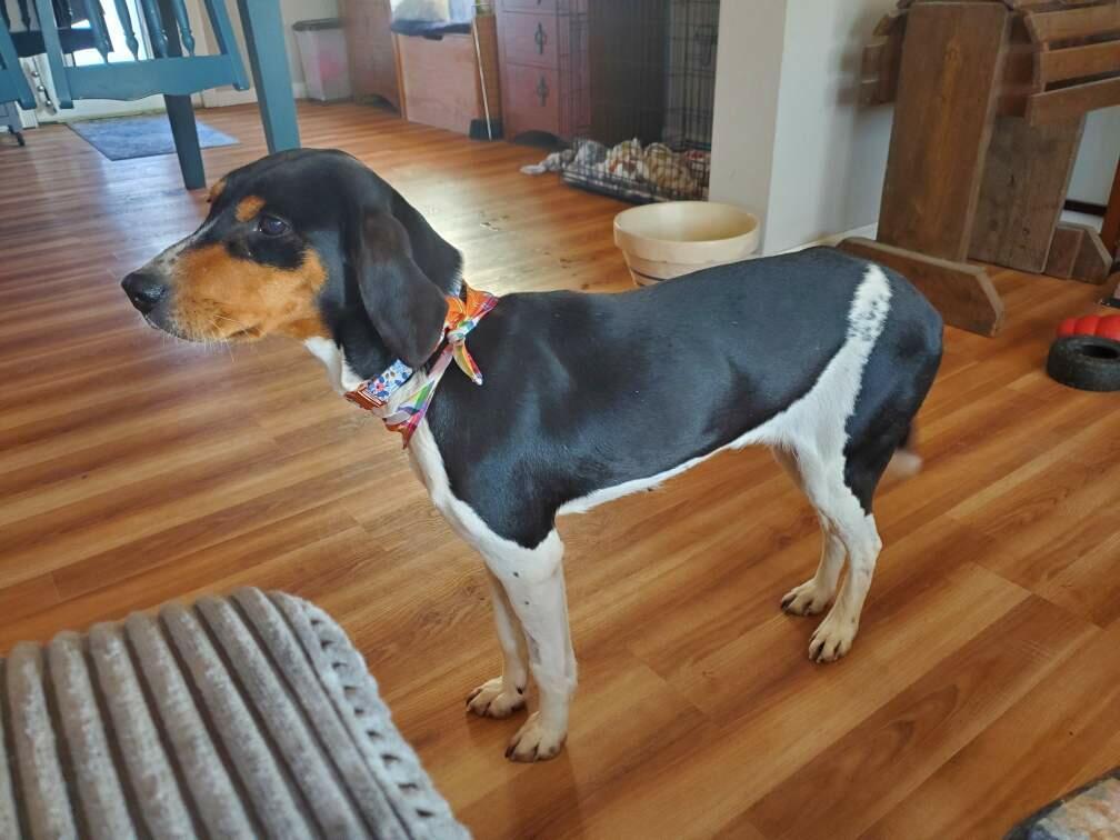 Enlarge Buttercup , a ADOPTABLE mixed breed in HONEY BROOK, PA image 1/6