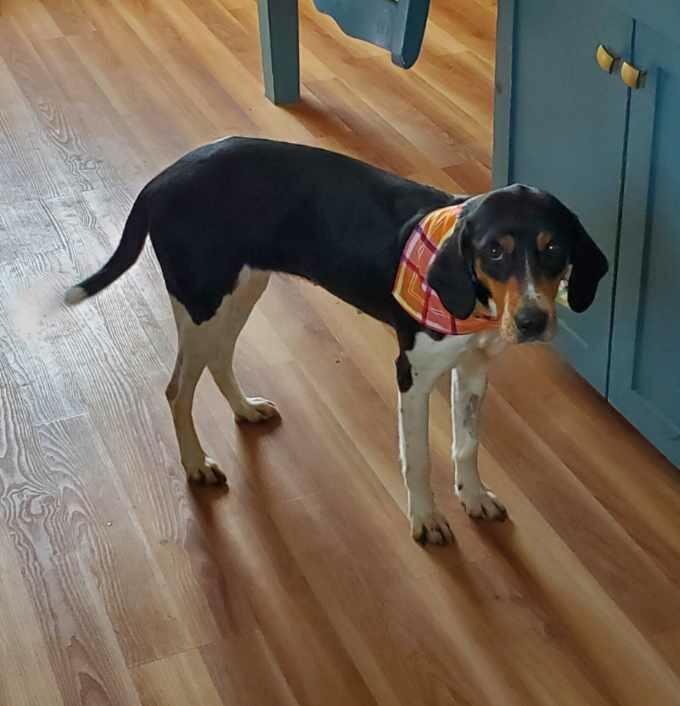 Enlarge Buttercup , a ADOPTABLE mixed breed in HONEY BROOK, PA image 2/6