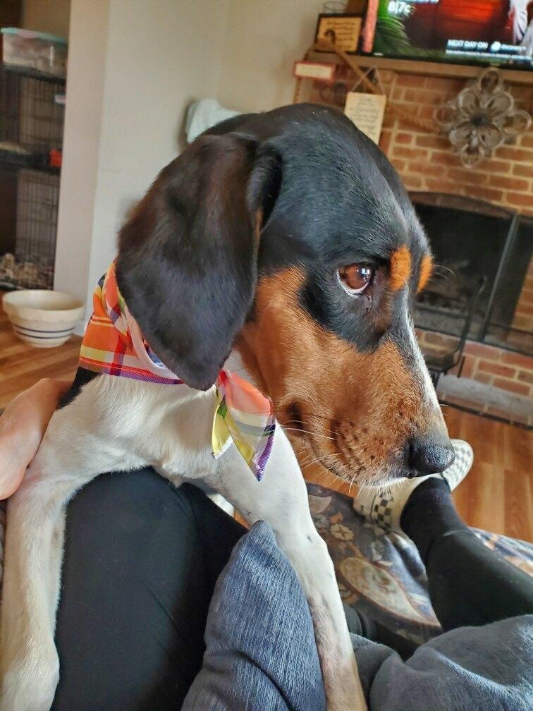 Enlarge Buttercup , a ADOPTABLE mixed breed in HONEY BROOK, PA image 6/6