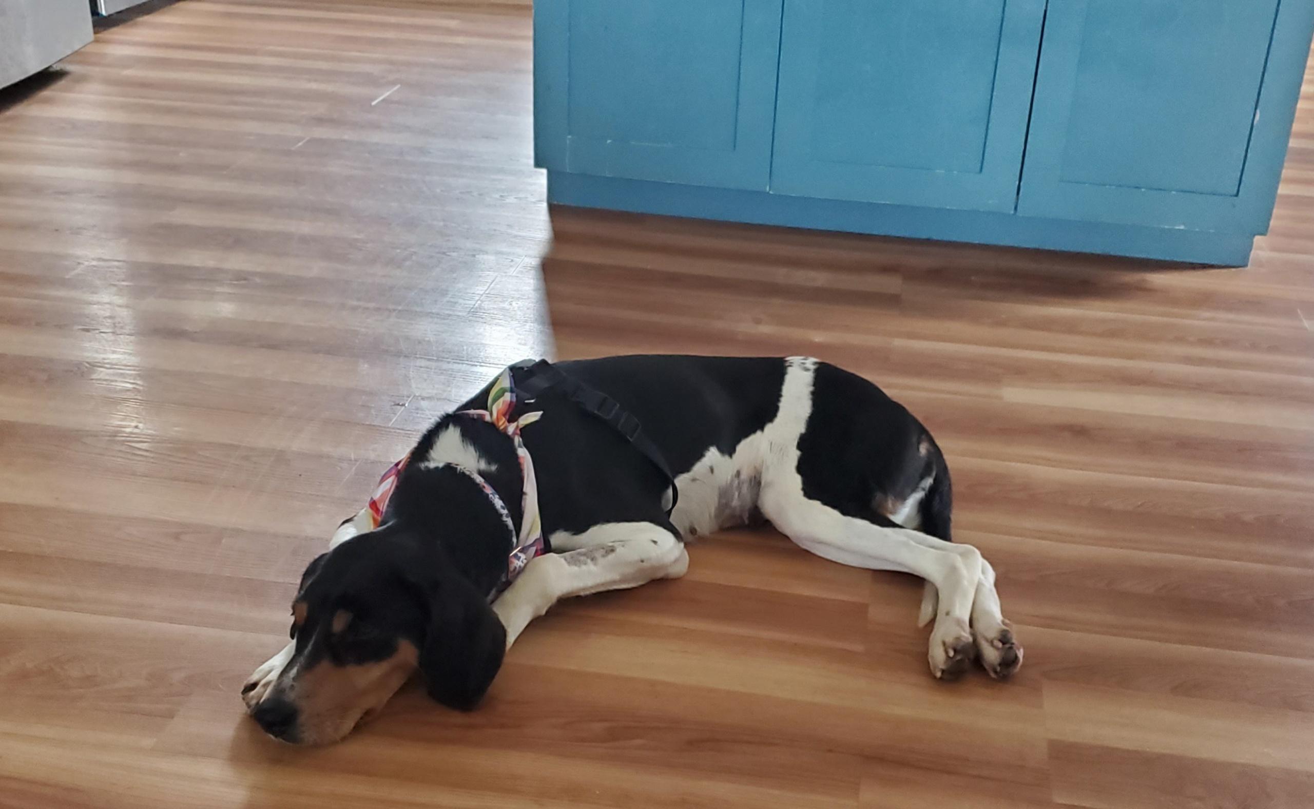 Enlarge Buttercup , a ADOPTABLE mixed breed in HONEY BROOK, PA image 3/6