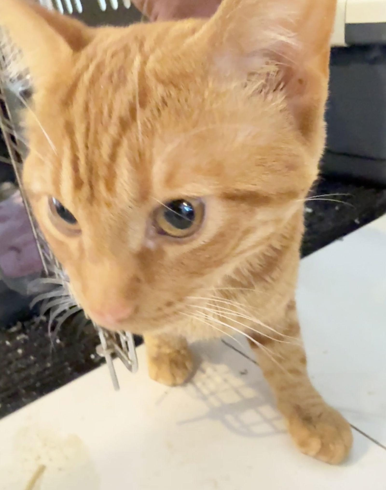 Gregory, Adoptable, Young Male Domestic Short Hair.