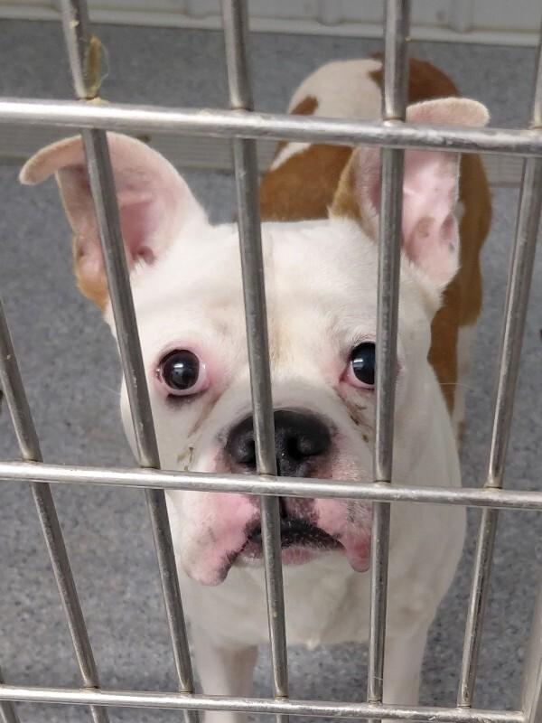 Ziggy, Adoptable, Adult Male American Bulldog & Mixed Breed.