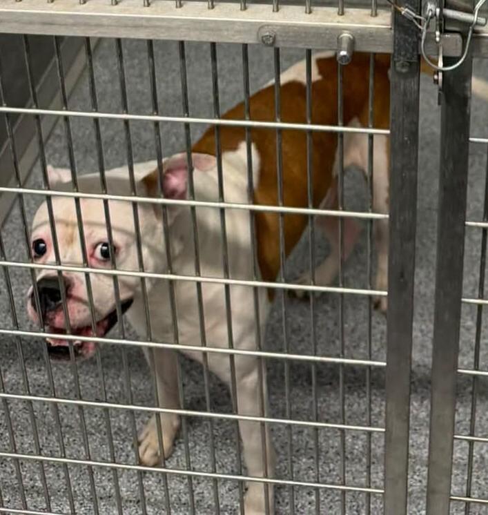 Enlarge Ziggy, a Adoptable mixed breed in bellefontaine, OH image 2/2
