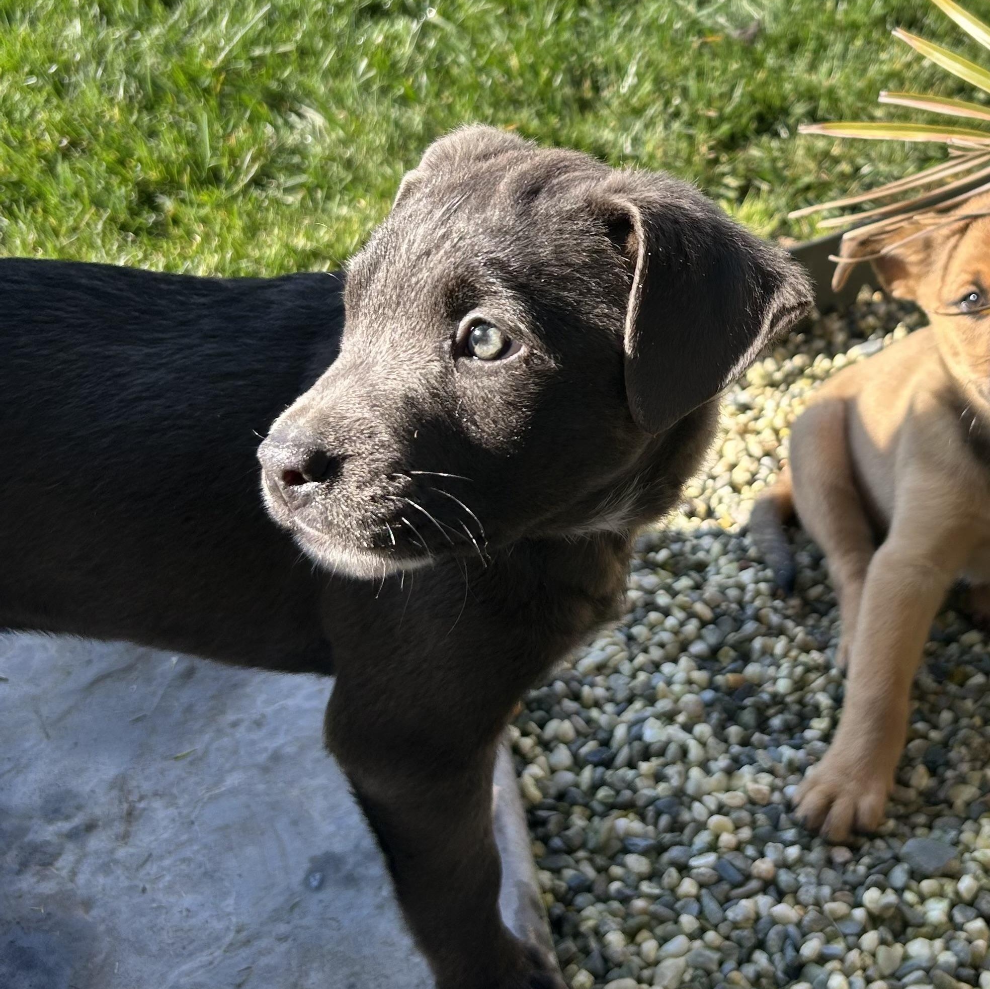 Enlarge JOJO!, a Adoptable mixed breed in Portland, OR image 2/3