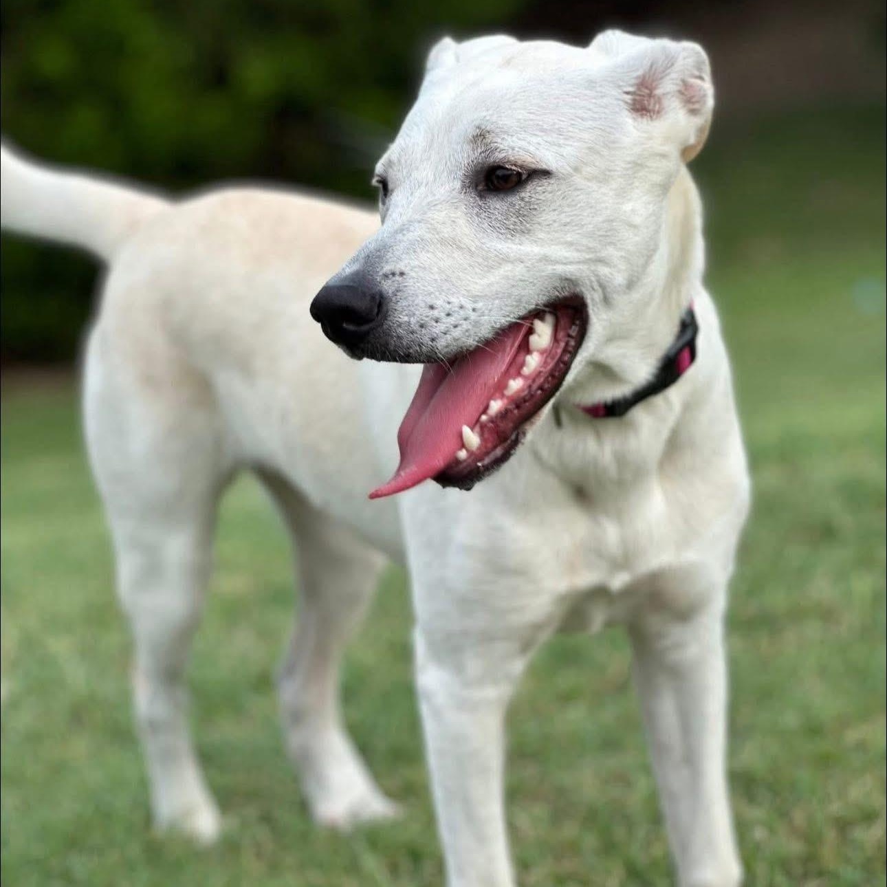 Enlarge Daisy, a Adoptable mixed breed in Rockwall, TX image 6/6