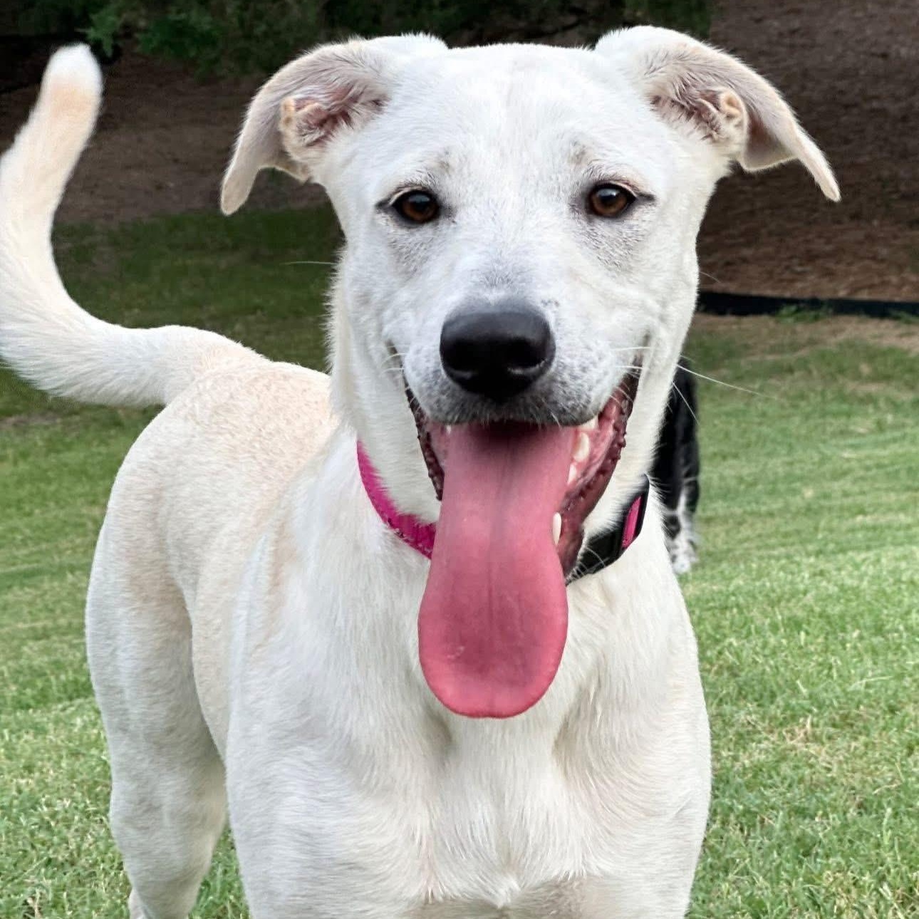 Daisy, Adoptable, Young Female Labrador Retriever.